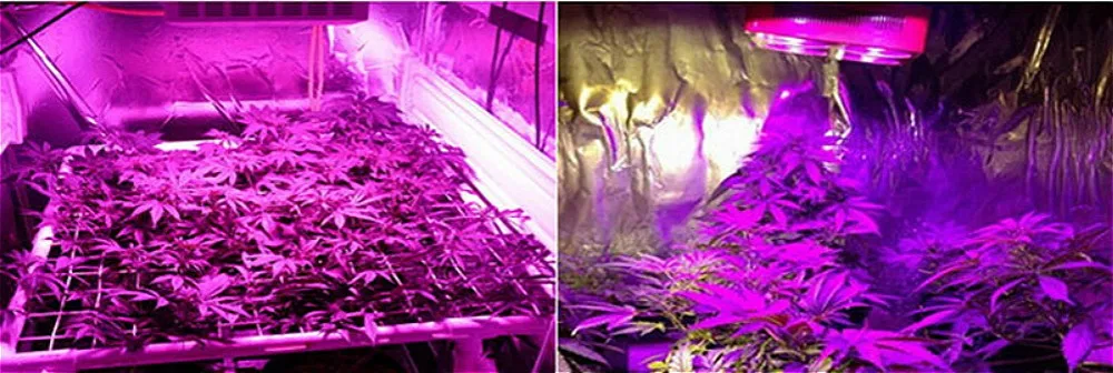 Planting Experience2