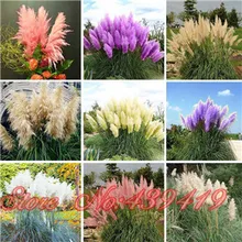 Pampas Grass Seed Patio and Garden Potted Ornamental Plants New Flowers (Pink Yellow White Purple) Cortaderia Grass Seed 500 Pcs