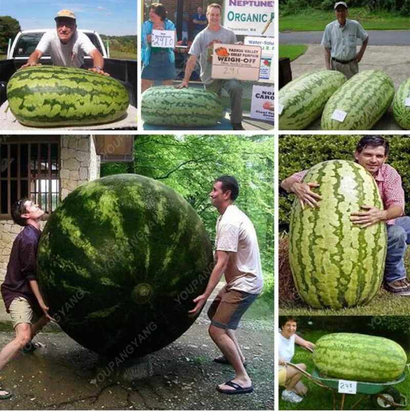 

30 pcs/bag gaint watermelon plants sweet healthy big watermelon organic food fruit plants outdoor pot plant for home garden