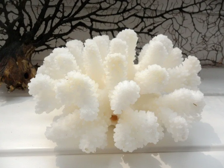 White sea coral tree3