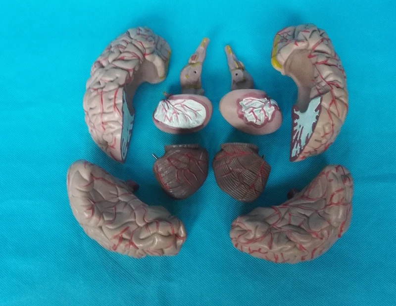 Модель человеческого мозга Цереброваскулярная модель 8 частей Анатомия мозга модель обучение медицине модель образовательные принадлежности