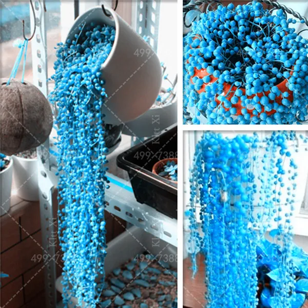 

100 Pcs Blue Hanging Pearl Chlorophytum Bonsai Beads Garden Succulentas Potted Indoor Air Purification Office Desktop Flower