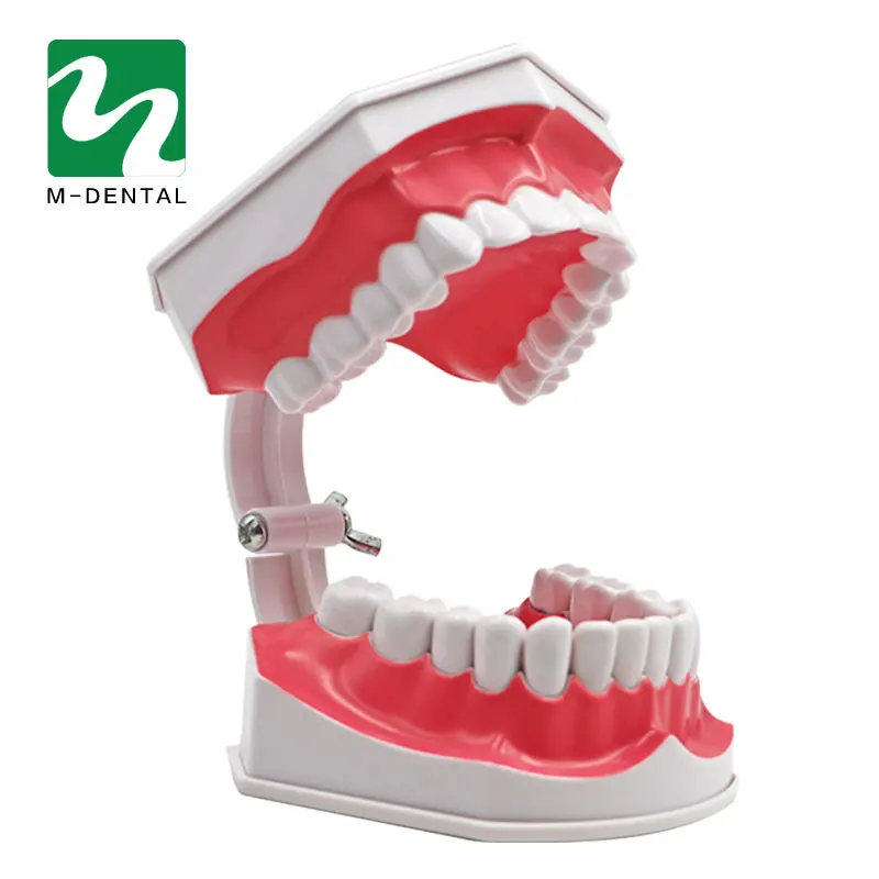 

1PC Dental Educational Tooth Care Dental Teaching Study Model Standard Brushing Model With Toothbrush Free Shipping