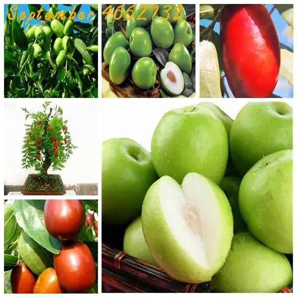 

5 Pcs Jujube Bonsai Chinese Taiwan Big Jujube Bonsai Fruit Tree Bonsai Rare Tropical Fruit Bonsai DIY Home Garden Potted plant