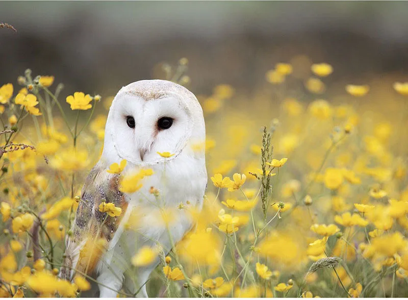 Full Square DIY Diamond Embroidery Owl in the flowers 5D Diamond Painting Rhinestone Mosaic Home Decor