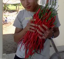 Vegetable seeds Indonesian Hot Chili Pepper seeds MONSTER Size 28-33 cm !! Very Rare garden decoration 100pcs B03