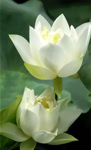 

Free Shipping (White Lotus) Canvas Oil Painting on Canvas Wall Art Decoration Picture Home Decor Artwork XJDP-22