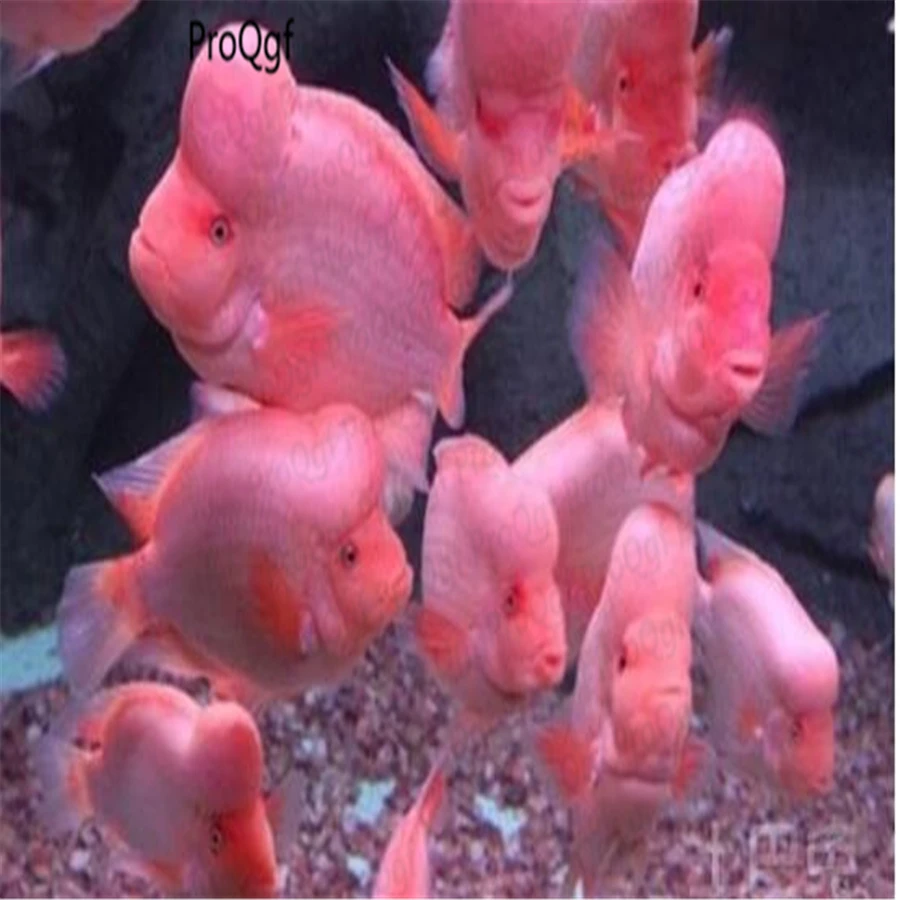 

100Pcs A Set Cichlasoma citrinellum
