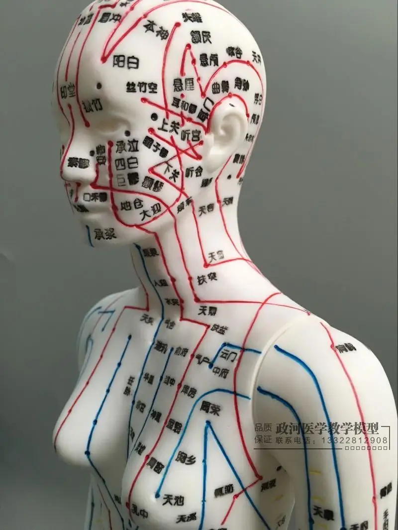 Модель акупунктуры человеческого тела женские меридианы модель диаграмма книга база 48 см