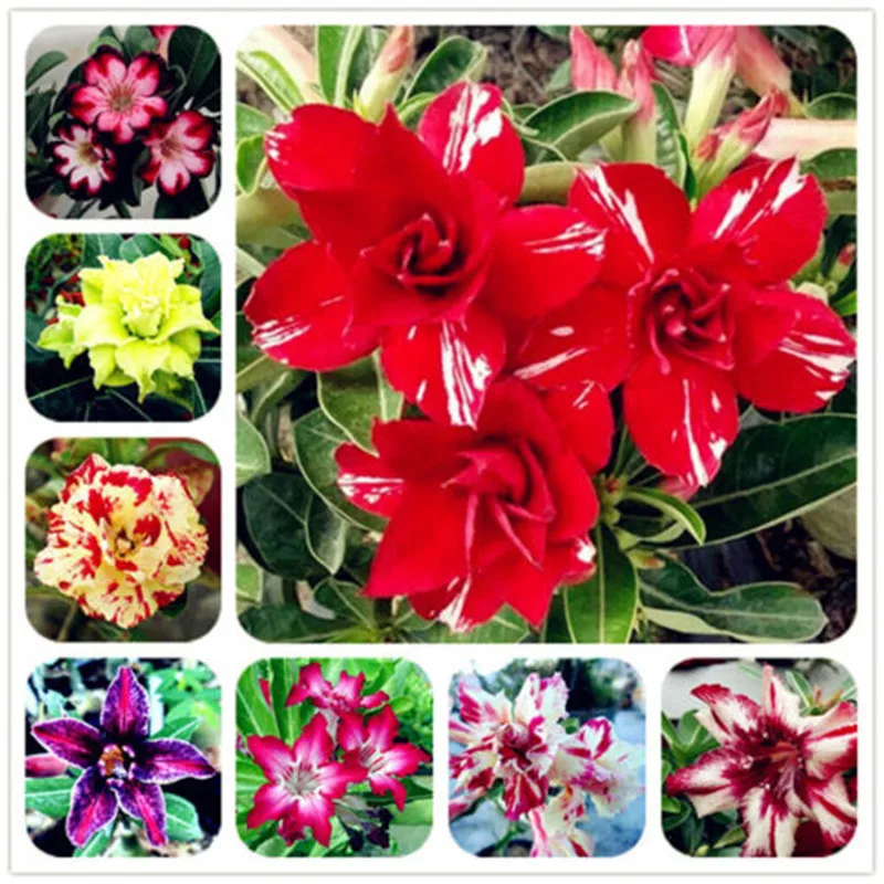 

Import Bonsai True Adenium Obesum 5 pcs Exotic Succulent Desert Rose Flower Potted Plant DIY Home Garden Ornaments