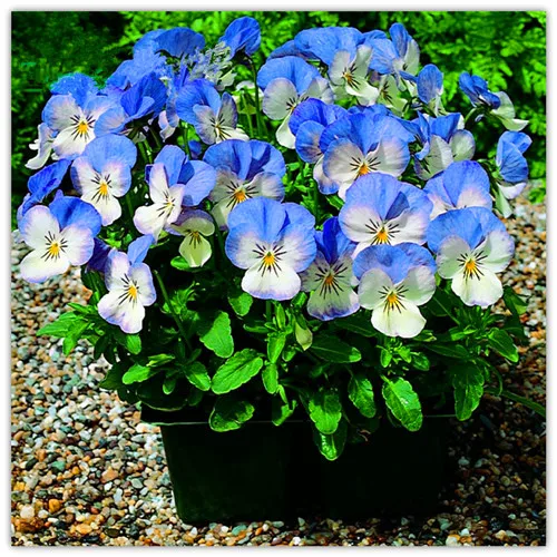 Genuine! 100 Pcs A Pack Pansy (Viola cornuta) flores rare