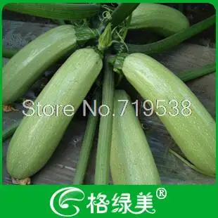 

Squash Vegetable bonsais 5pcs