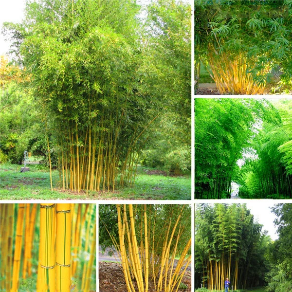 

20PCS Bamboo . Phyllostachys aureosulcata Home Garden Plant