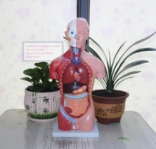 ISO 42CM Male Torso 13 Parts,Male Organ Anatomical Model 13 Parts,Anatomy Male Torso Model iso foot anatomy model anatomical foot model