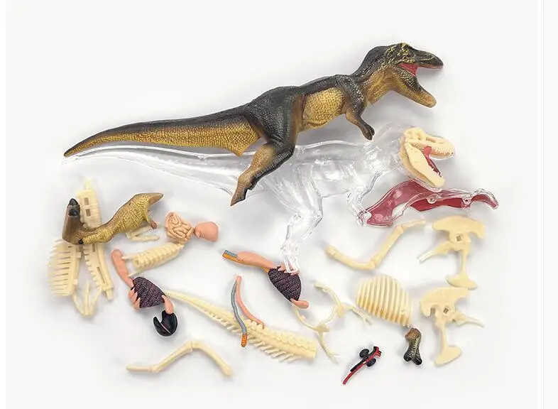 DIY игрушка головоломка собранная 4D T-REX динозавр анатомия модель полностью съемные органы тела 36 частей научная развивающая игрушка для ребенка