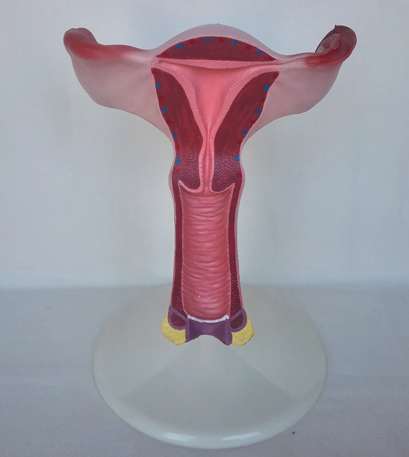 

The Model of The Uterus, 1.5X Life Size The Genital Anatomy, The Family Planning and The Medical Anatomy Model