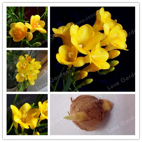 

2 Bulbs yellow Freesia Bulbs(It Is Not Bonsai) Indoor Potted Flowers Orchids,Freesia Rhizome Survival Rate is High