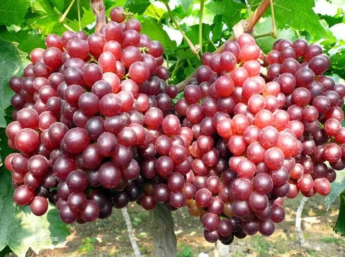 

50pcs/bag Senior Courtyard Plants , Delicious Fruit , Gold Finger Grape Seeds