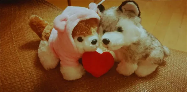 Cute Pomeranian Dog Plush Toys 4 sizes - Buyers Show 7