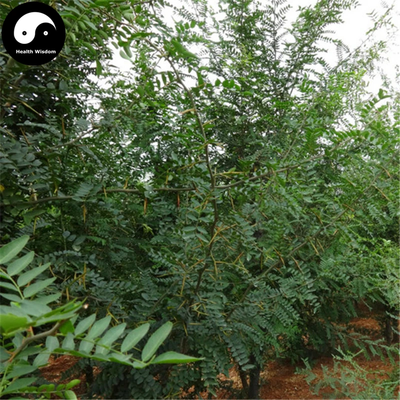 Купить gleditcia дерево Semente 240 шт Растения гледичия китайская дерево для Honeylocust