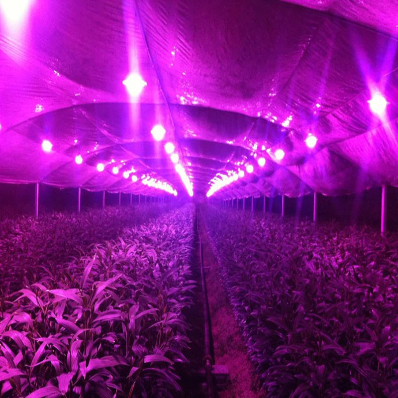 DIY 100 Вт Светодиодный светильник для выращивания, полный спектр, с 100 Вт, источник питания, 50 шт., 3 Вт, 380-840нм, 45Mil светодиодный чип для выращивания растений зеленого дома