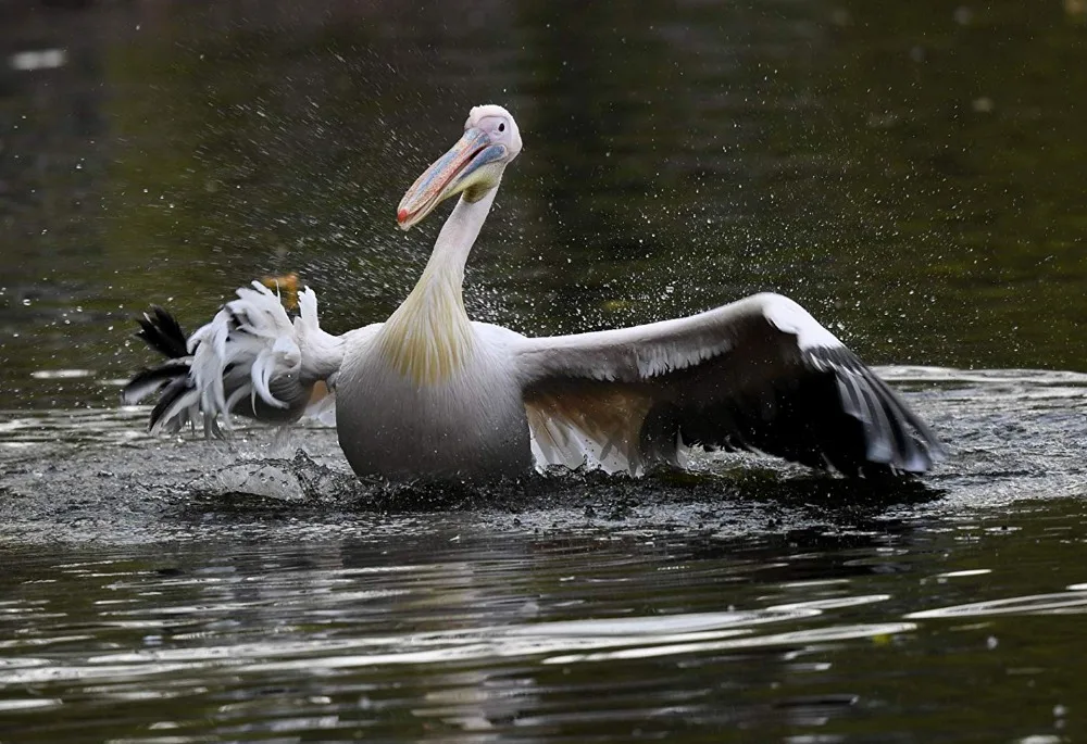 81V+h3DYITL._SL1500_