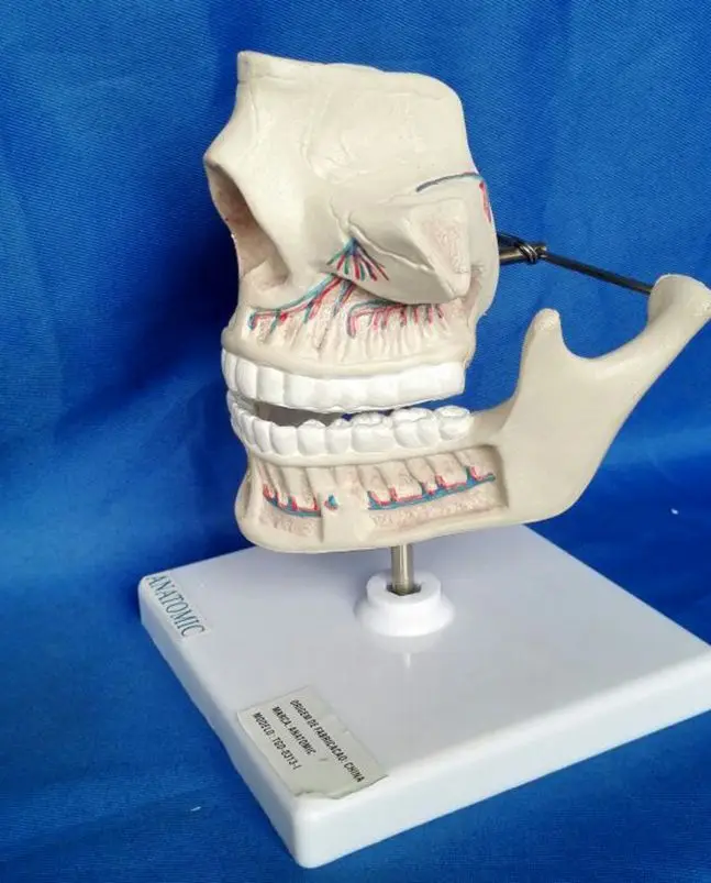 Взрослых челюсти модели зубные Стоматологические Лаборатории челюсти модель исследования зубов зубной зуб зубы стоматолог стоматология анатомическая модель