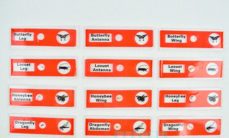 Наука пластиковые слайды подготовленные для микроскопа подарок на день рождения 12 шт студентам детям образовательный Биологический микроскоп части