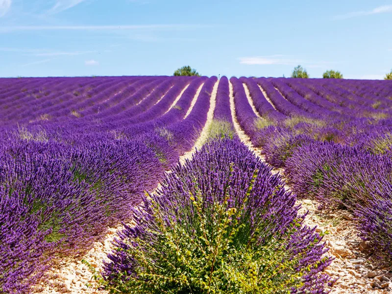 200 шт./лот лаванды английский(Lavandula узколистный) ванили бонсай для Домашнего Цветоводства