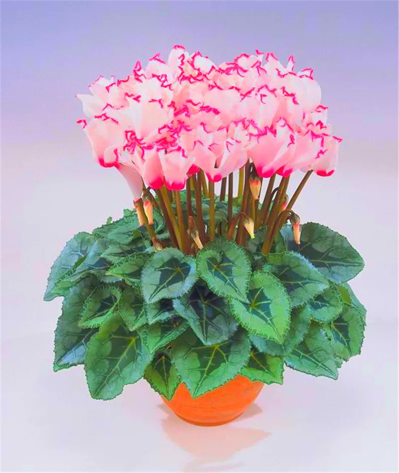 100 Pcs/ Bag Japanese Colorful Bonsai Cyclamen Persicum Flower Outdoor & Indoor Potted Garden Plant Rabbit Ears Blooming Flower
