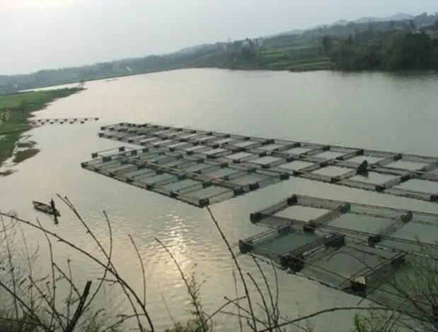 Аквакультуры клетки используется для водных растений, водоросли, рыба, насекомых, краб культуры Разведения Чистой Рыбалка сетей