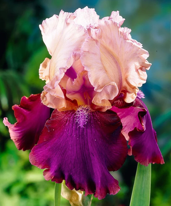 5D Diy diamond painting cross stitch"iris flower"Full Round Diamond