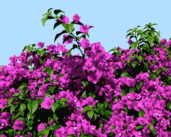 

MaHuaf-i703 bougainvillea DIY painting by Numbers flowers Hand-painted canvas digital oil paintings for living room home decor