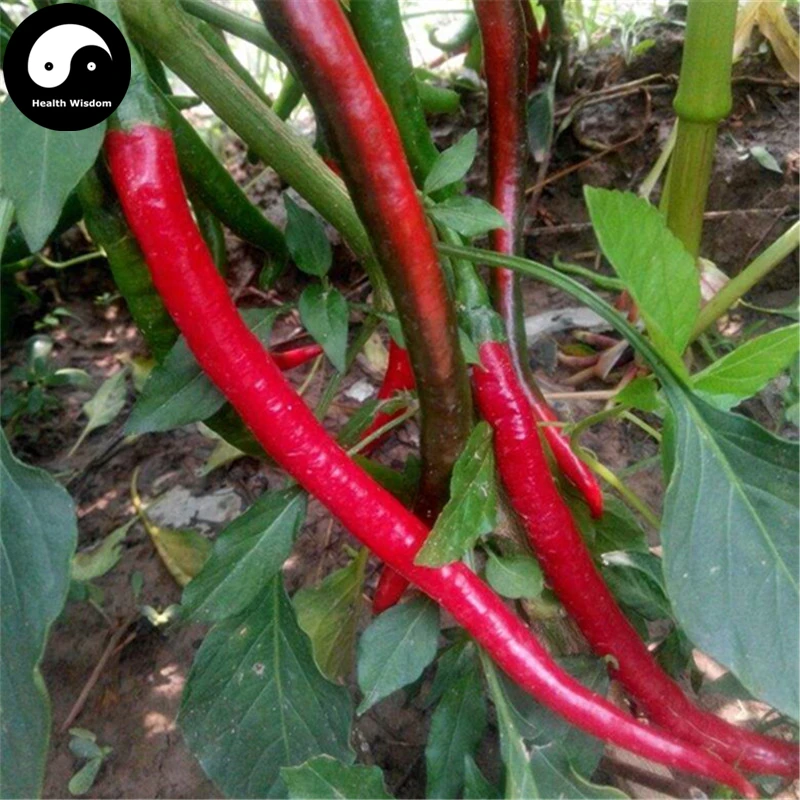 Buy Red Long Pepper Semente 150pcs Plant Hot Chili