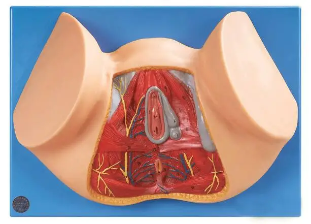 Женская модель промежности, анатомическая модель промежности, гинекология, анатомическая модель женских органов, анатомическая модель