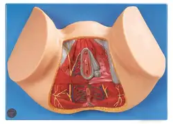 Женский промежности модель промежности анатомическая модель гинекологии анатомическая модель женских половых органов анатомическая