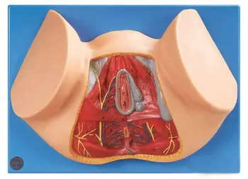 Female perineum model perineum anatomical model gynecology anatomical model female reproductive organs anatomical model detailed anatomical urinary system model