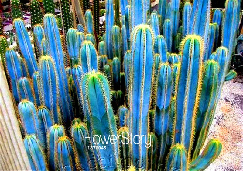 (пилозоцереус азуреус, кактус голубой факел. цереус голубой. голубой кактус. голубой кактус. кактус пилозоцереус азуреус.