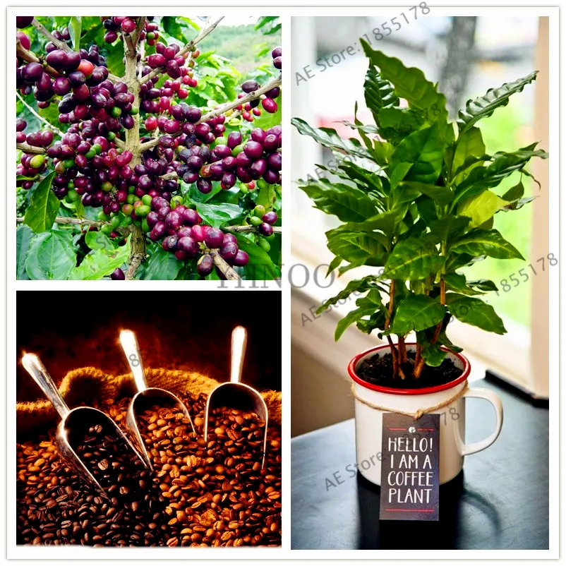 

10pcs/bag coffee bean flores organic fruit plantas vegetables Refreshing bonsai plant for home and garden