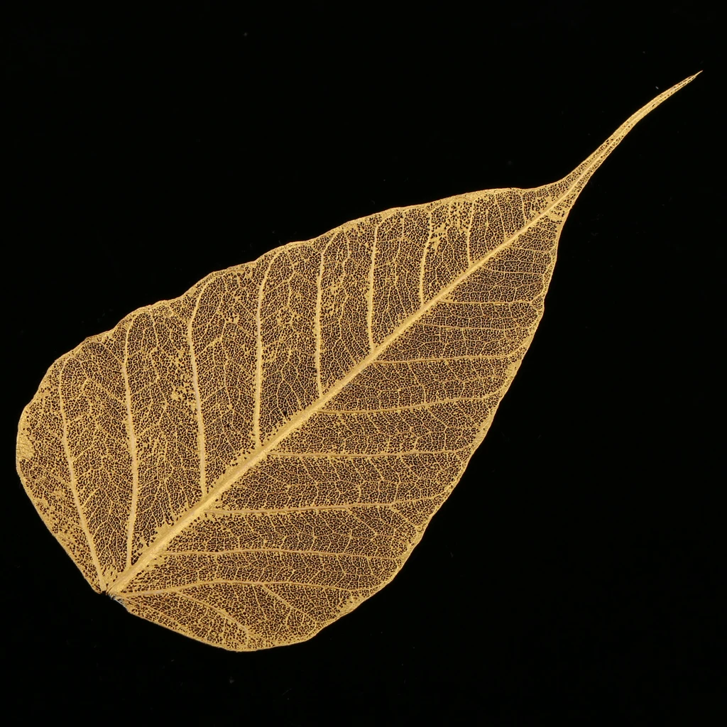 Скелетирование листьев. Листок каркас. Листик с прожилками. Скелетированные листья вектор. Каркас листа.