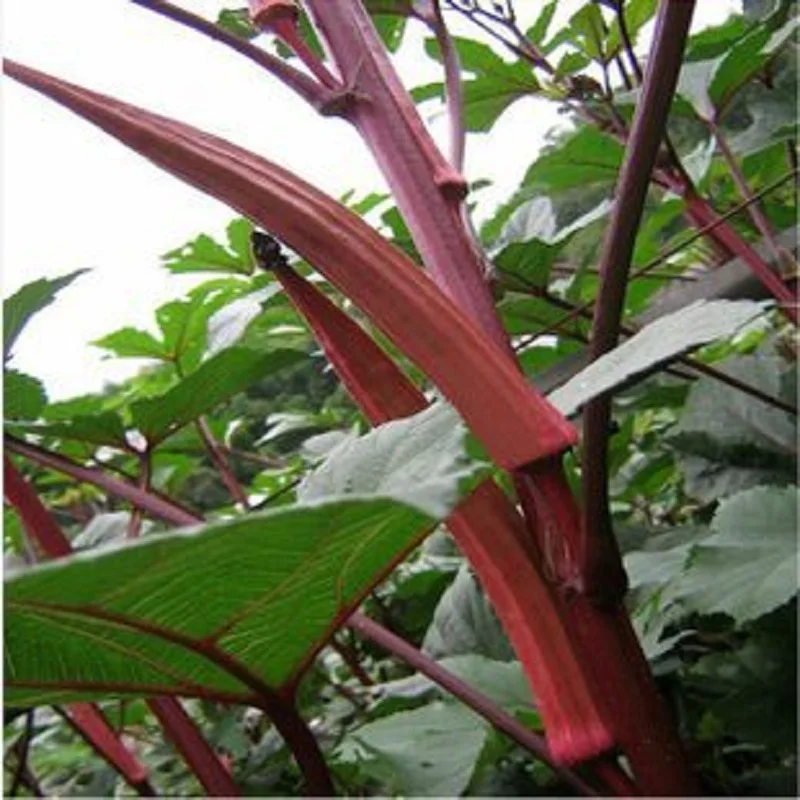 

Beauty means red okra bonsais 5pcs vegetable bonsais