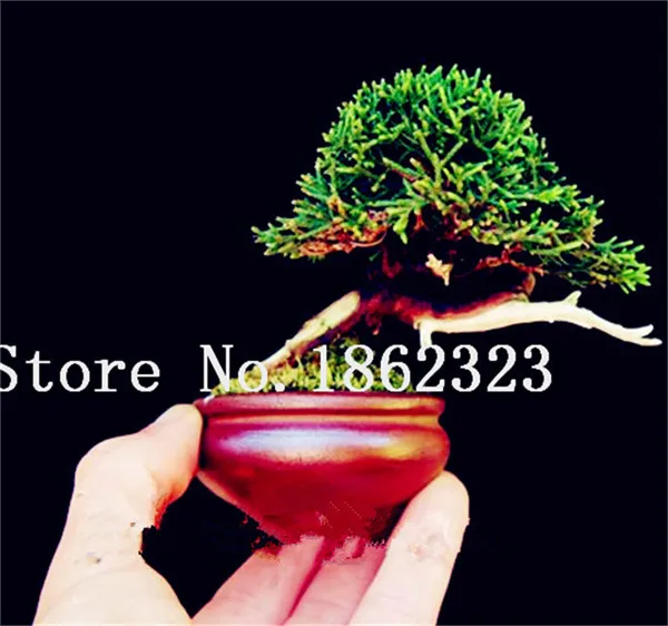 

50 pcs Juniper bonsai tree potted flowers office bonsai purify the air absorb harmful gases,Natural Growth Plant For Home Garden