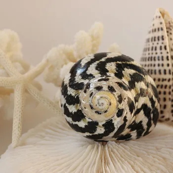 

Free Shipping(1pcs/lot)Magpie Banded Shell Natural Shell & Conch Home Decoration Aquarium Landscaping Shell Ornaments