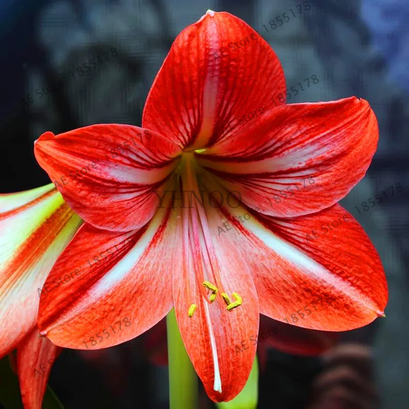 100 шт./пакет Amaryllis Barbados Lily сад в горшке хиппеаструм рутилум бонсай из цветов .