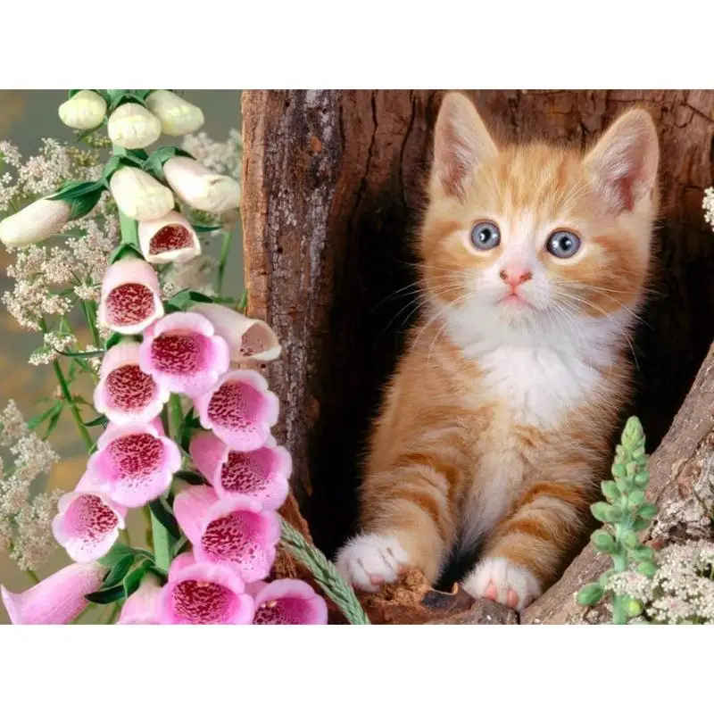 5D DIY полный дрель Алмазная картина животное птица вышивка крестиком набор - Цвет: C4