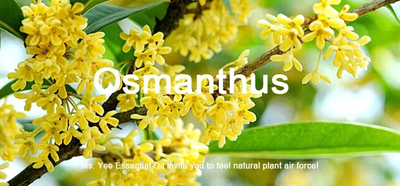 Эфирное масло Osmanthus(Osmanthus fragrans) Новинка чистый натуральный живой ароматерапия аромат ароматические масла терапевтические