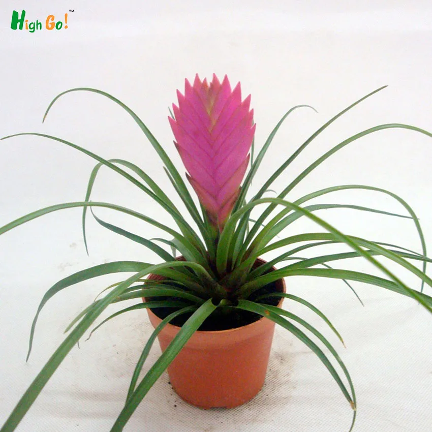 Purple Flower Tillandsia Pineapple Office Living Room ...