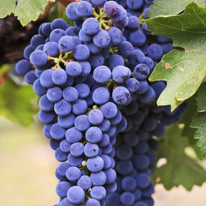 Grapes (24 x 36)