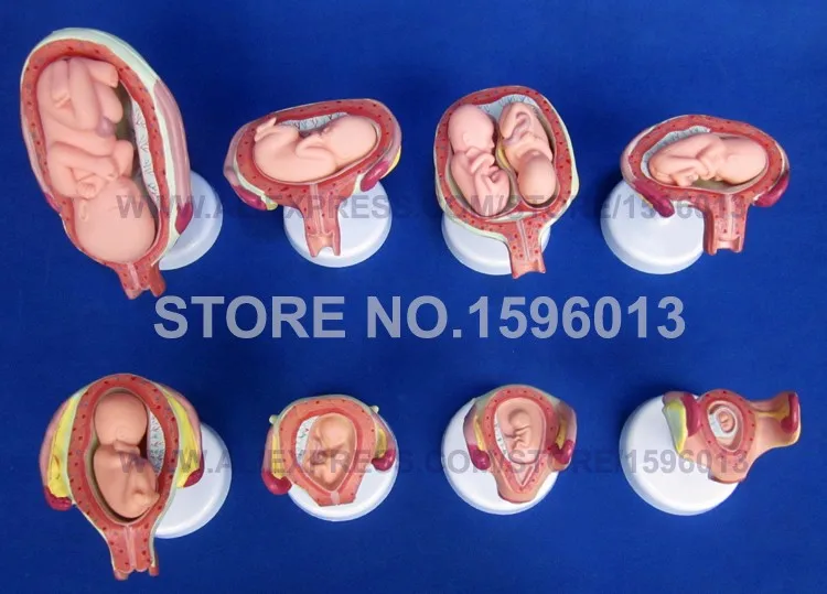 414 fetus development model (6)
