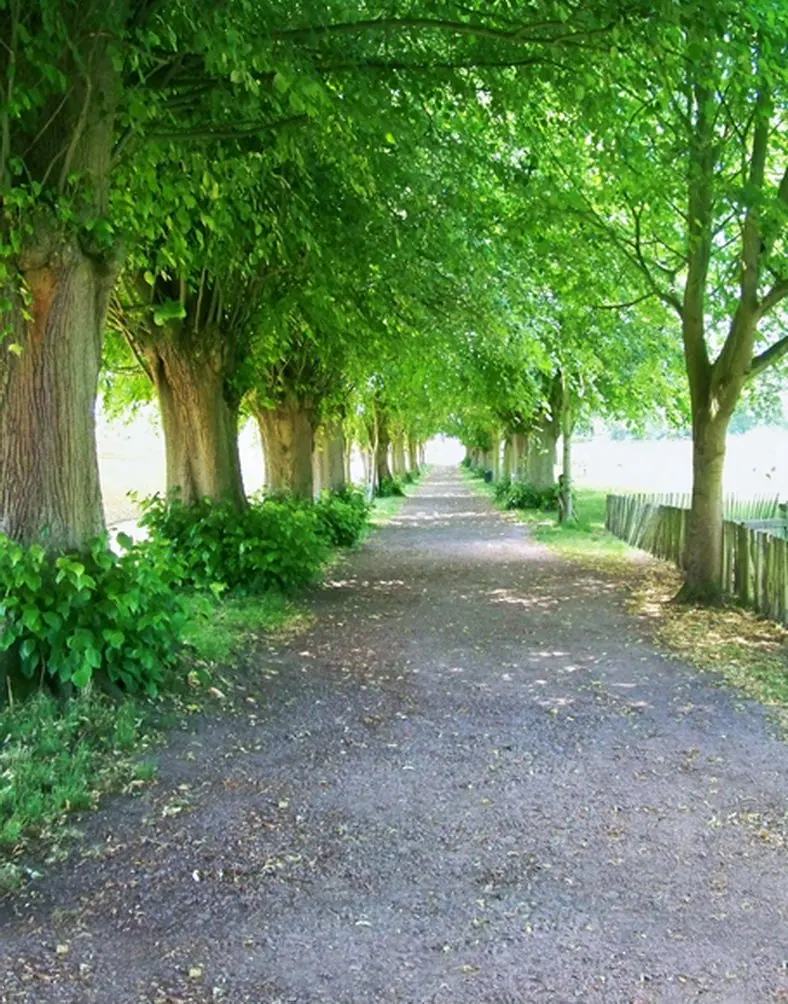 

5x7ft Green Tree Street Photography Backdrops Photo Props Studio Background